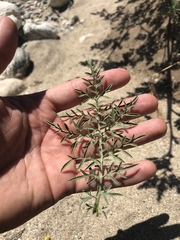 Ambrosia confertiflora
