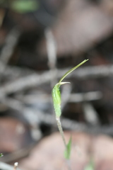 Pterostylis pyramidalis