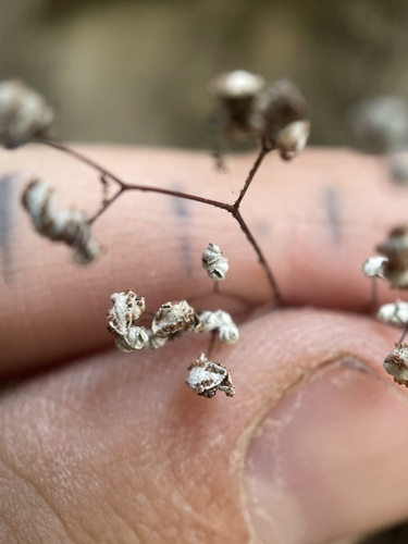 Image of Argyrochosma fendleri by (c) Stephen Hornbeck, some rights reserved (CC BY)