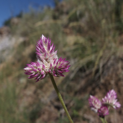 Image of Gomphrena sonorae by (c) Sue Carnahan, some rights reserved (CC BY)