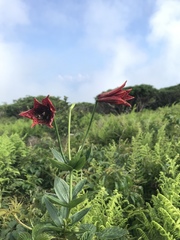 Lilium grayi