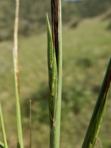 Image of Sweet Tanglehead (Heteropogon melanocarpus) by (c) Sue Carnahan, some rights reserved (CC BY)