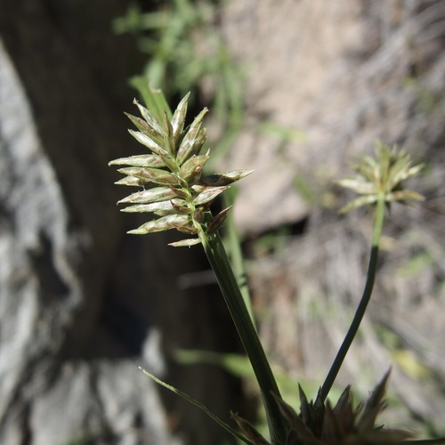 Image of Cyperus pallidicolor by (c) Sue Carnahan, some rights reserved (CC BY)