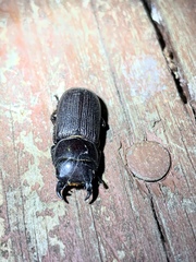 Dorcus parallelus