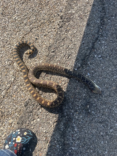 Bullsnake