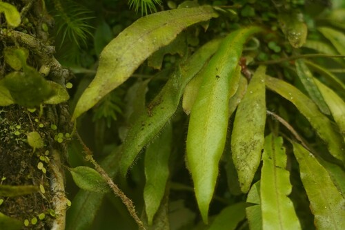 Elaphoglossum apodum, 2024-10-25