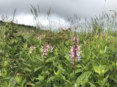 Stachys latidens