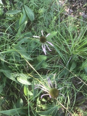 Echinacea laevigata