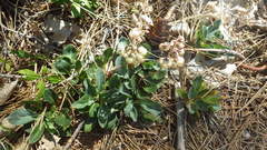 Pyrola dentata