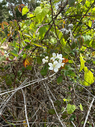 Image of Rubus argutus by (c) Jared Lincenberg, some rights reserved (CC BY)