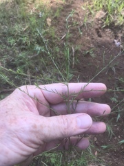 Symphyotrichum depauperatum