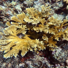 Acropora prolifera