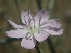 Stephanomeria exigua exigua