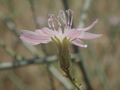 Stephanomeria exigua exigua