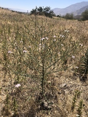 Stephanomeria exigua exigua