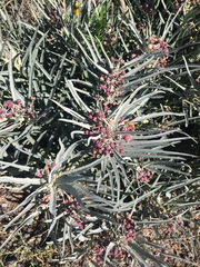 Asclepias brachystephana
