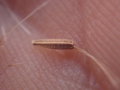 Stephanomeria exigua exigua