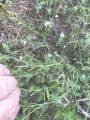 Symphyotrichum depauperatum