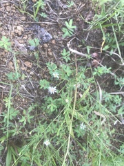 Symphyotrichum depauperatum