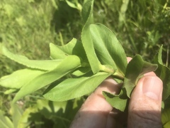 Solidago rigida glabrata