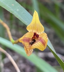 Maxillaria subrepens, photograph (c) Raquel Mondino, some rights reserved (CC BY)