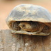 Adanson’s Turtle - Photo (c) Lies Van Rompaey, some rights reserved (CC BY)