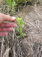 Rorippa hispida