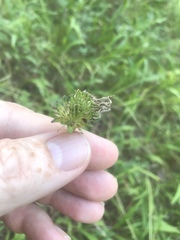 Marshallia legrandii