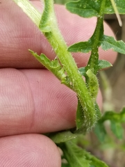 Rorippa hispida