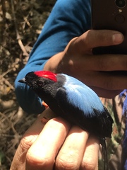 Chiroxiphia linearis