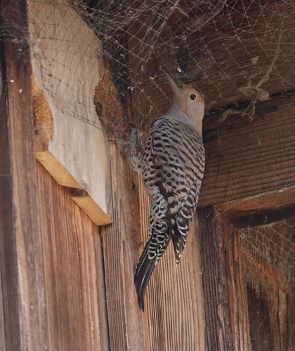 iNaturalist observation photo of Northern Flicker