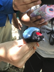 Chiroxiphia linearis