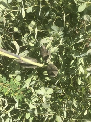 Baptisia australis aberrans