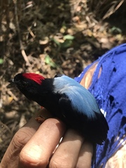 Chiroxiphia linearis