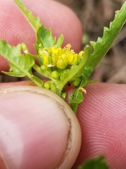 Rorippa hispida
