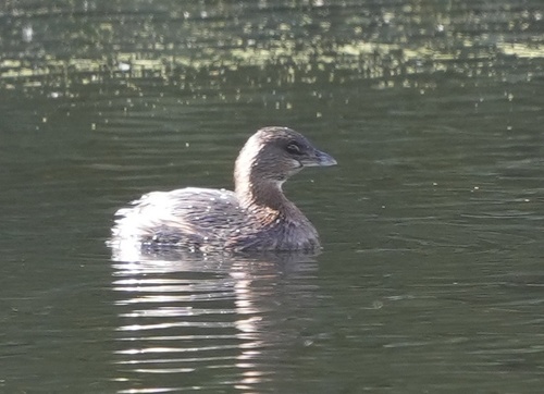iNaturalist observation photo of Pied-billed Grebe
