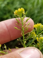 Rorippa hispida
