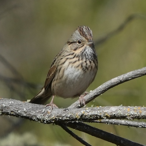 iNaturalist observation photo of Lincoln's Sparrow