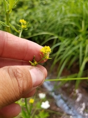 Rorippa hispida