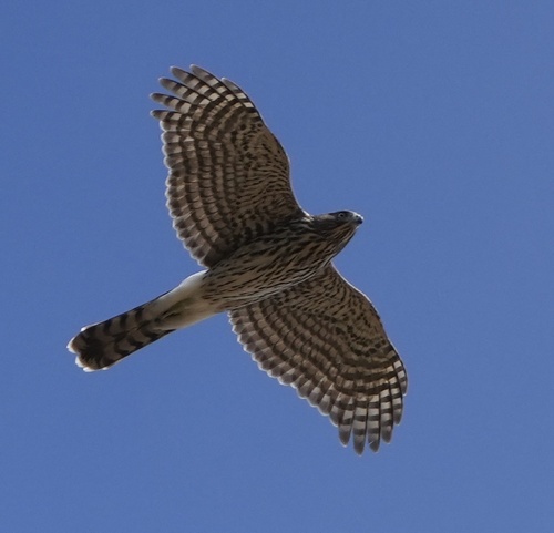 iNaturalist observation photo of Cooper's Hawk