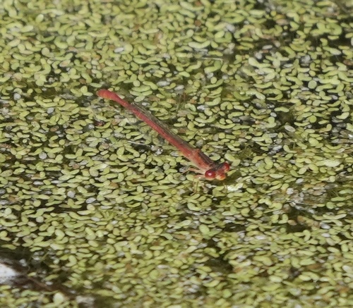 iNaturalist observation photo of Desert Firetail