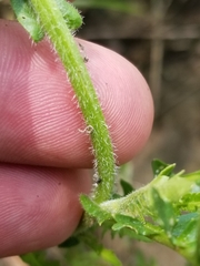 Rorippa hispida