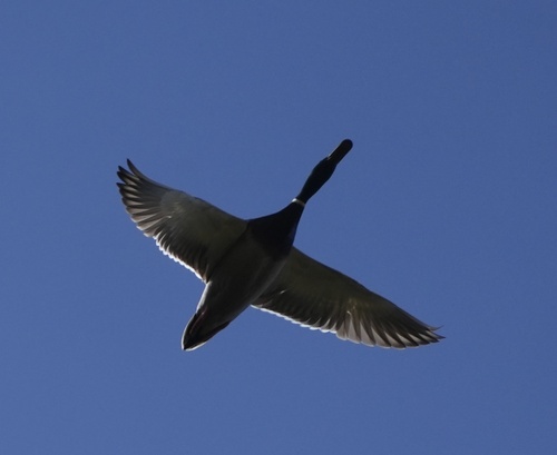 iNaturalist observation photo of Mallard