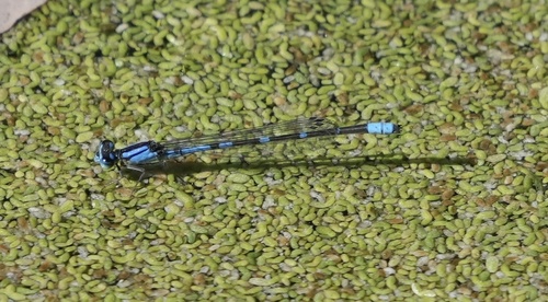 iNaturalist observation photo of Arroyo Bluet