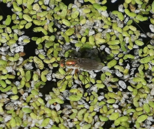 iNaturalist observation photo of Long-legged Flies