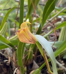 Maxillaria subrepens, photograph (c) Raquel Mondino, some rights reserved (CC BY)