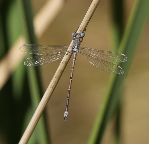 iNaturalist observation photo of California Spreadwing