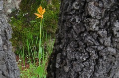 Dichromanthus aurantiacus