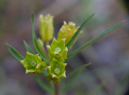 Asclepias pedicellata