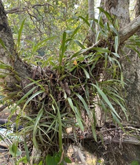 Maxillaria subrepens, photograph (c) Raquel Mondino, some rights reserved (CC BY)